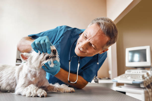 Best Emergency Root Canal Treatment in Broomfield, CO